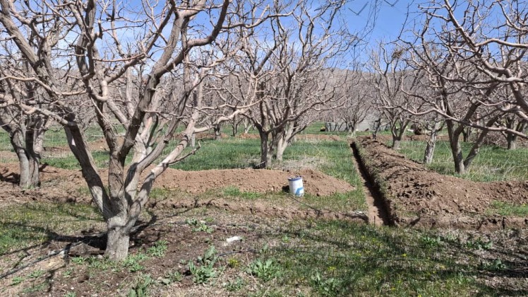 600 متر باغ سیب سربندان کدBS02